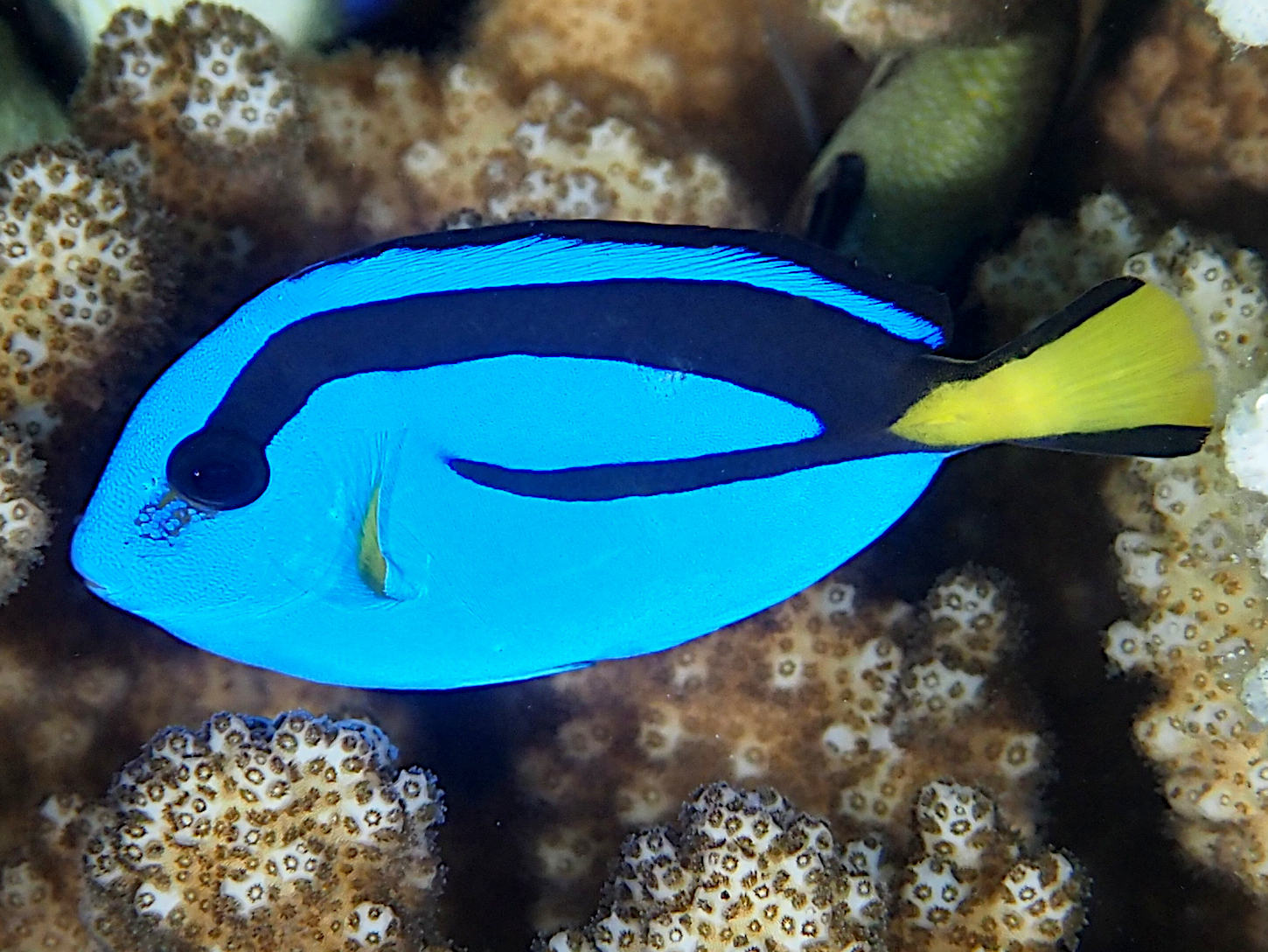 Blue Tang
